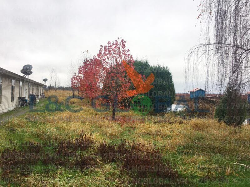 lao động định cư canada lnc global