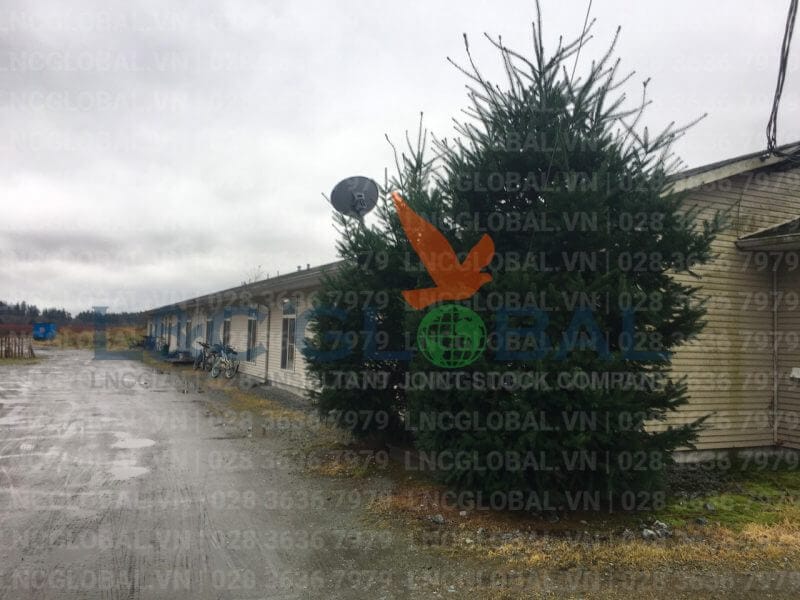 lao động định cư canada lnc global